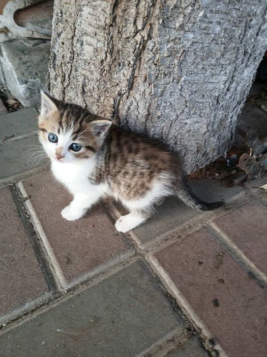Котик, 1,5 місяці. Дуже миле маленьке чудо.
