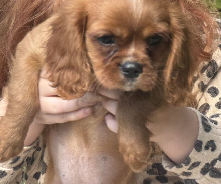 Cavalier king charles spaniel piesek szczeniak z rodowodem