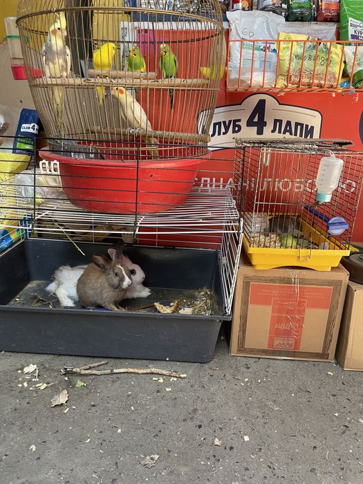 Декоративні кролики