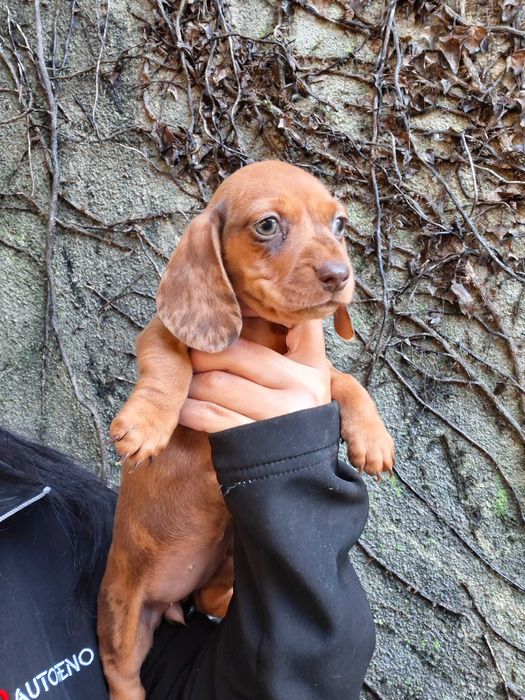 Teckel femea arlequim olho azul