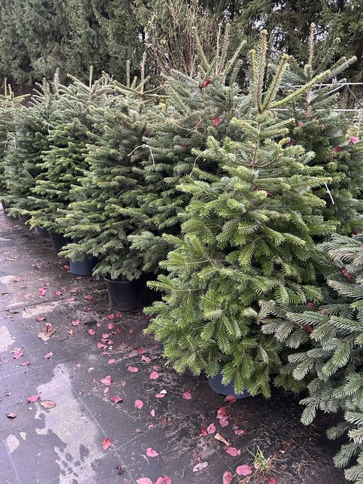 Jodła kaukaska formowana w donicy choinka świąteczna