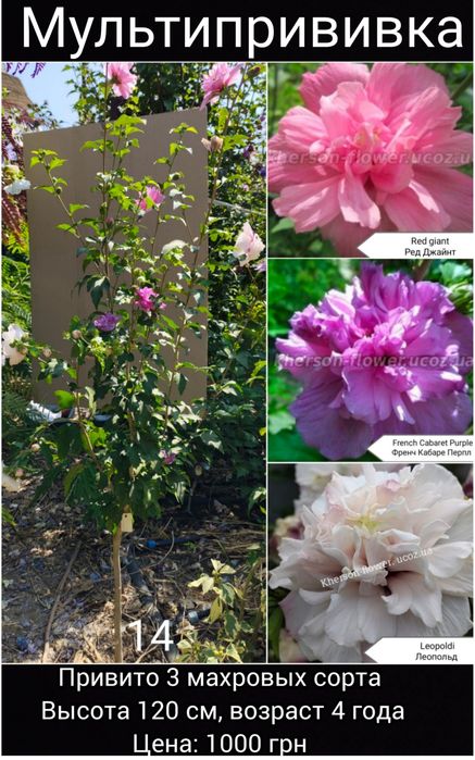 Виолет Клер Дабл - махровый древовидный гибискус