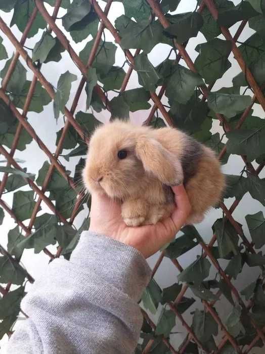 Coelhos Anões Mini Loop , Orelhudo (Loja Profissional)