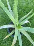 Aloes zwyczajny - duże sadzonki