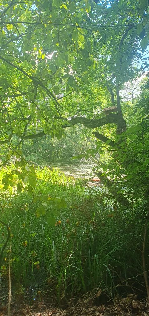 domek Jarosławki na leśnej