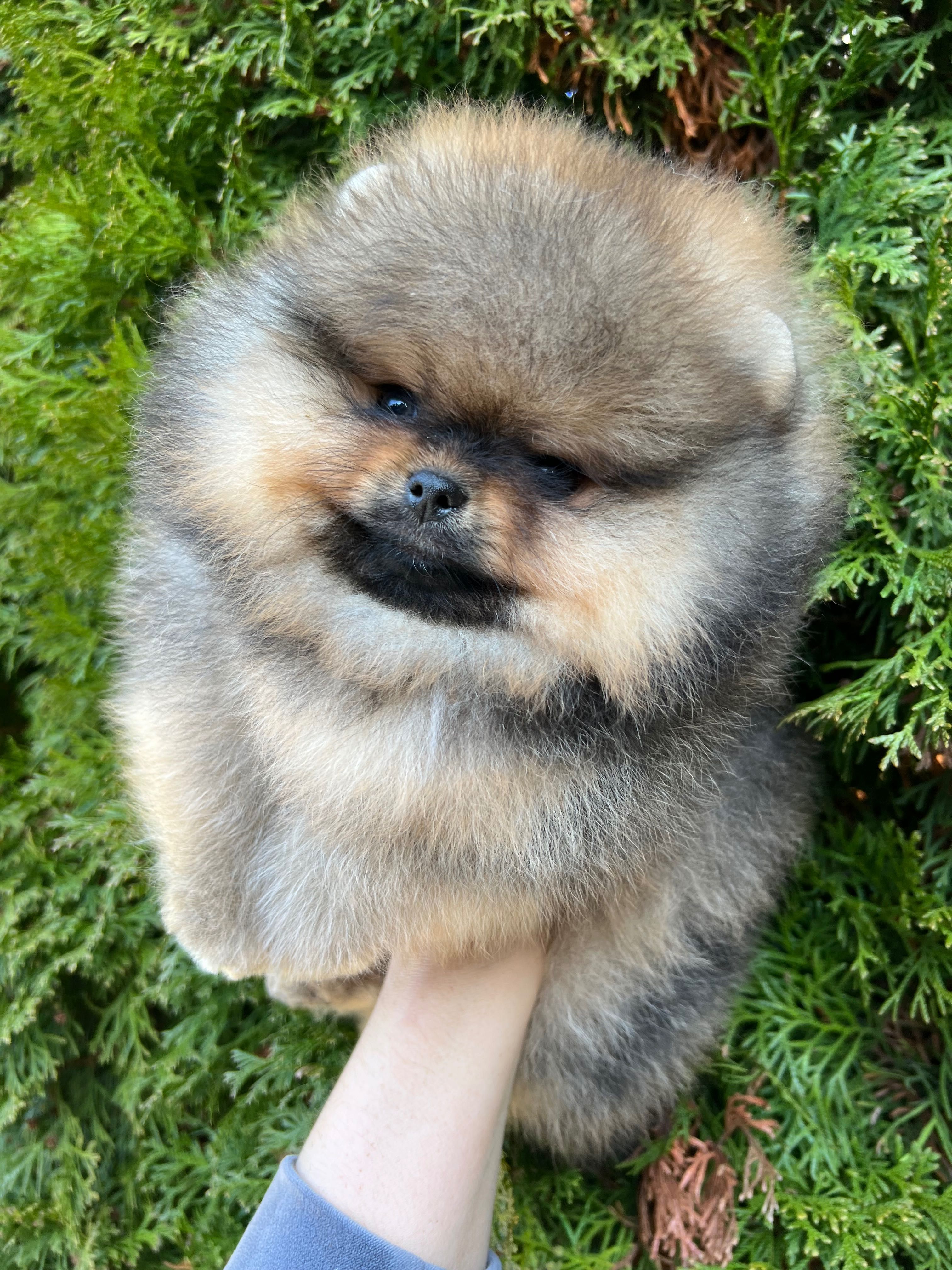 Pomeranian szpic miniaturowy FCI zkwp samiec