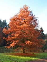 CYPRYŚNIK BŁOTNY Taxodium - sadzonki w doniczkach