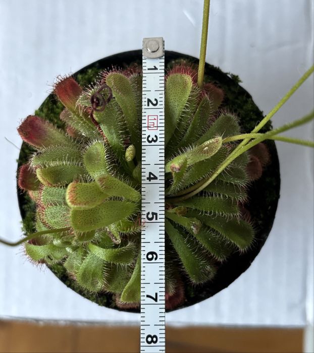 Roślina owadożerna rosiczka Alicji Drosera Aliciae