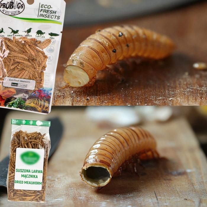 probugs reptiles set - zestaw robaków dla średnich gadów