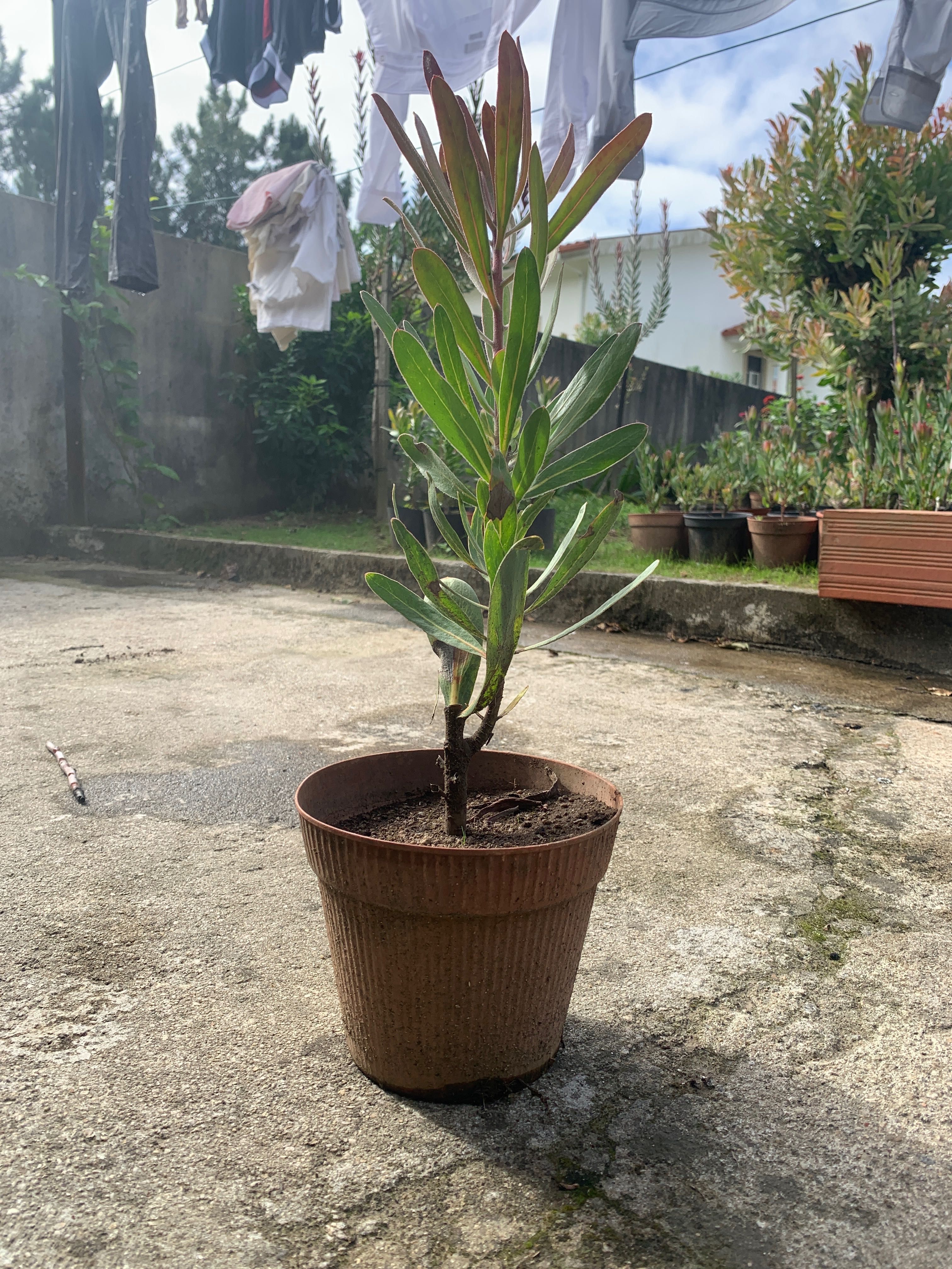 Vendo vasos Proteias vermelha