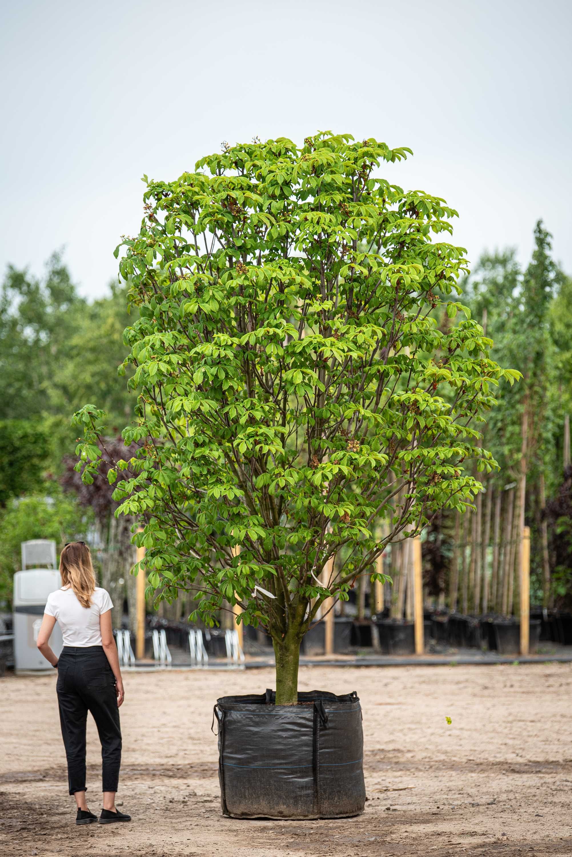 kasztanowiec biały 'Pyramidalis'/ Aesculus hippocastanum 'Pyramidalis'