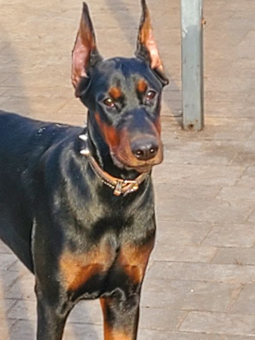 Doberman suczka FCI