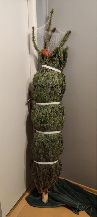 żywa nowa kaukaska 190 cm