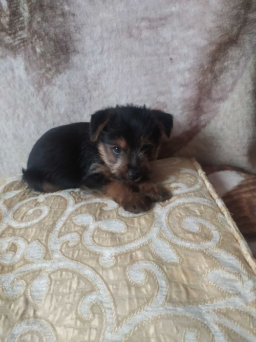 Piesek york za darmo