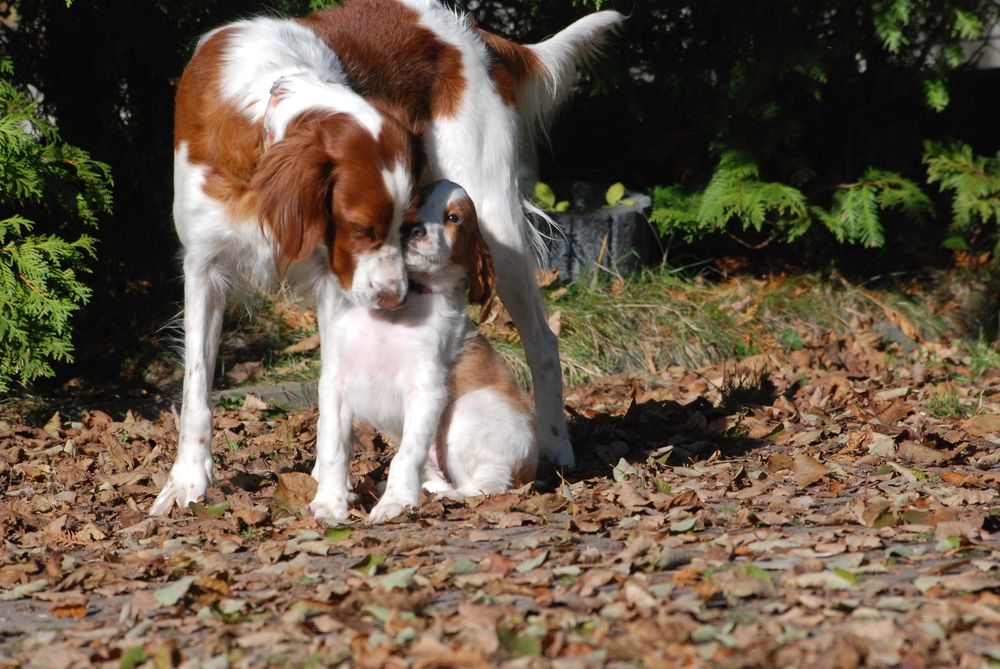 Seter irlandzki czerwono-biały - szczenię samiec gotowy do odbioru