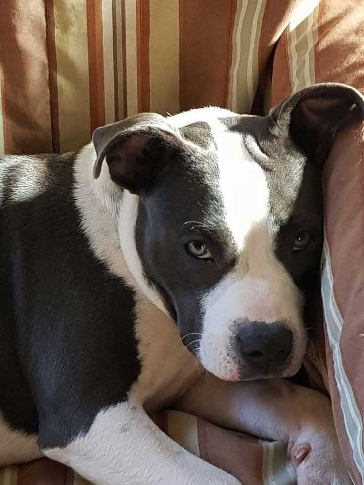 Amstaff Stanford terier szczeniaczek gotowy na zmianę domu
