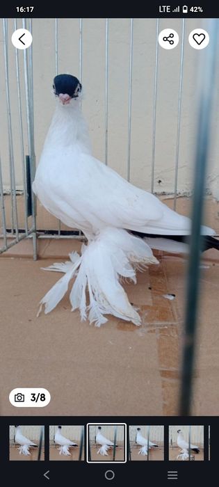 Gołębie ozdobne krymka białostocka czarny samiec 25