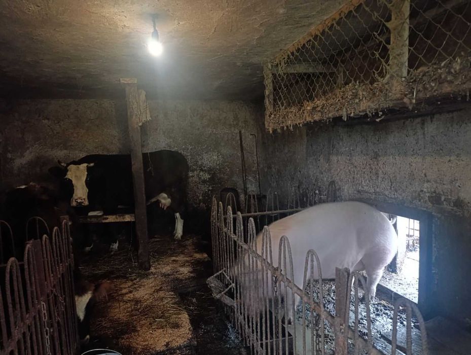 Продається ціла свиня з домашнього господарства