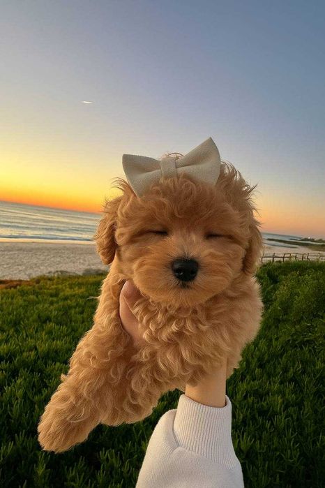Toy Caniche Mini Micro Menina Disponível