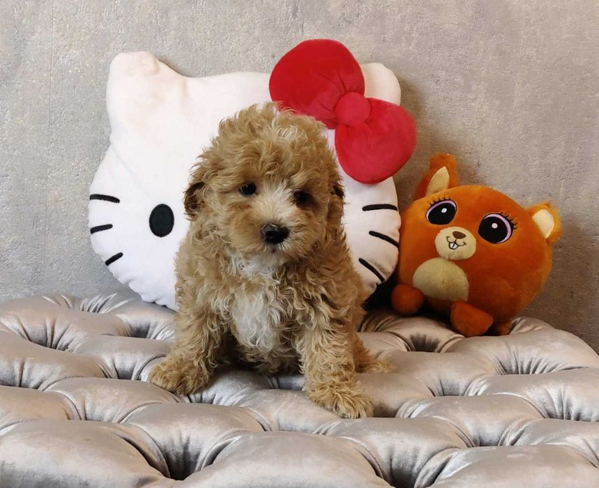 Maltipoo dziewczynka (suczka)