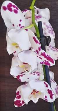 Орхідея пелор (продається дітка)