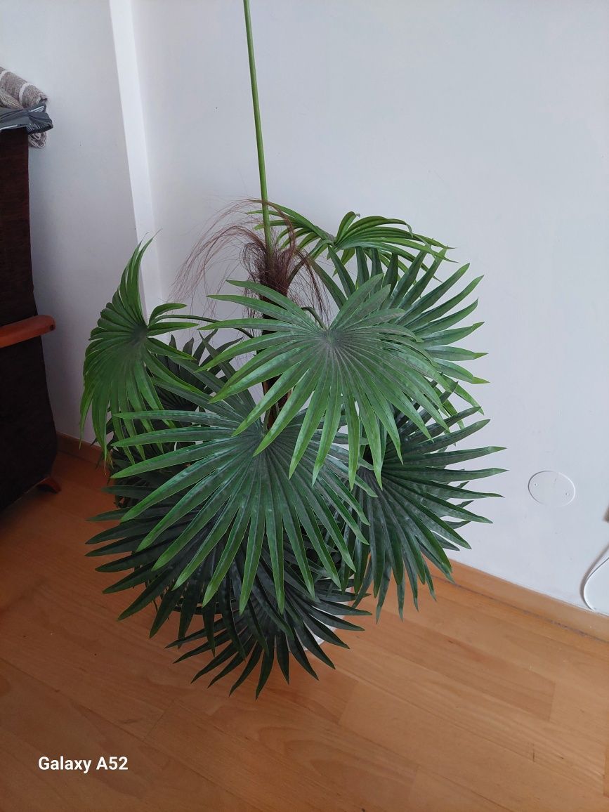 Planta com vaso em prateado