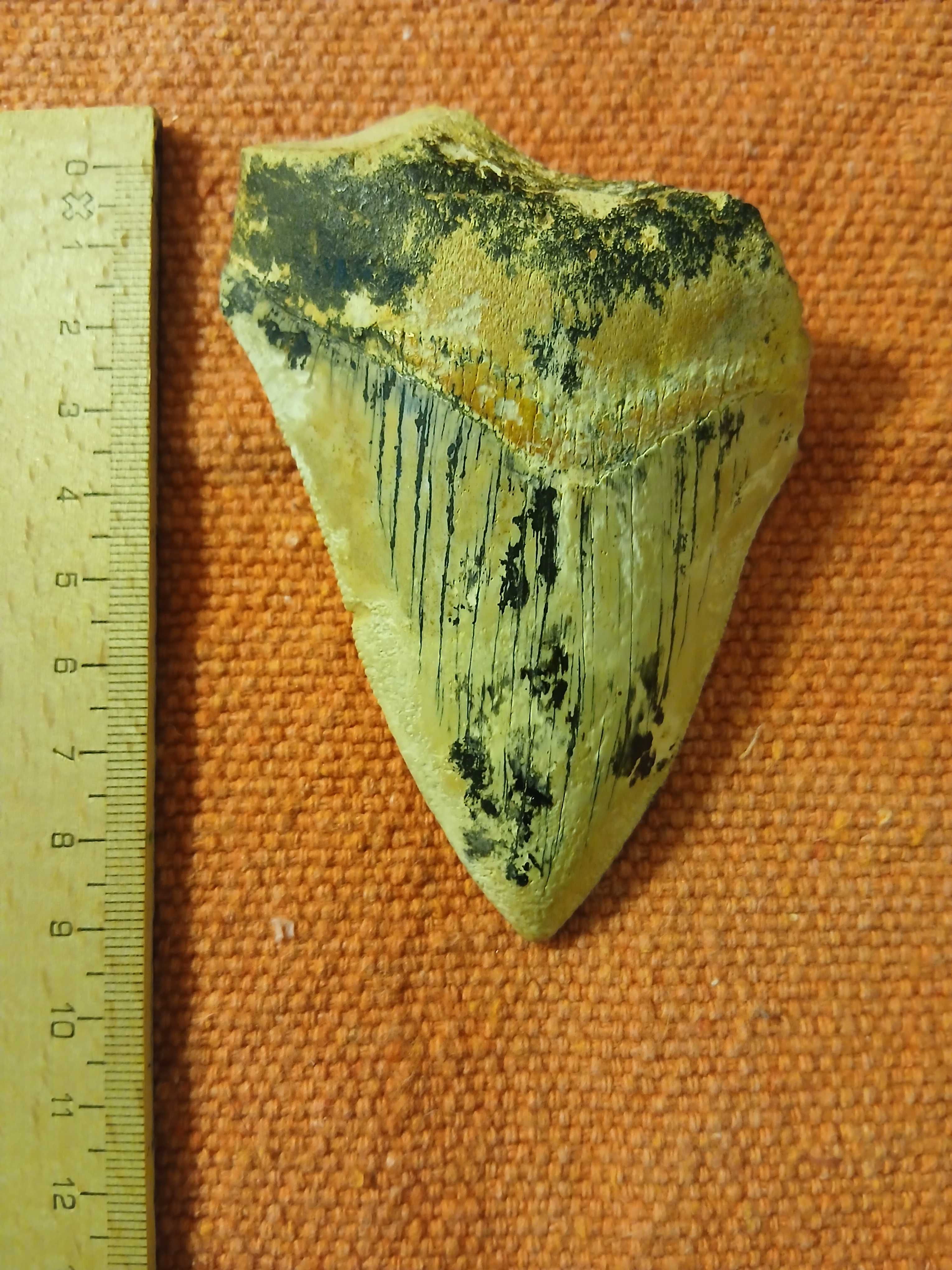 Fóssil de dente de tubarão megalodón