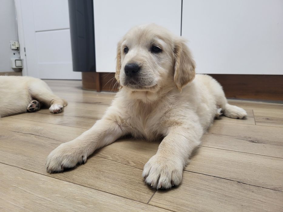 Szczenięta Golden Retriever gotowe do zmiany domu szczeniak