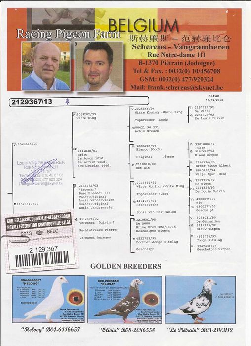 Gołębie pocztowe Gołąb samca 2025 Scherens Vangramberen rodowodem