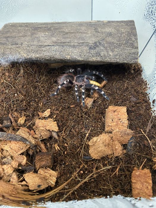 Pająk ptasznik A.geniculata samice 3-3,5DC