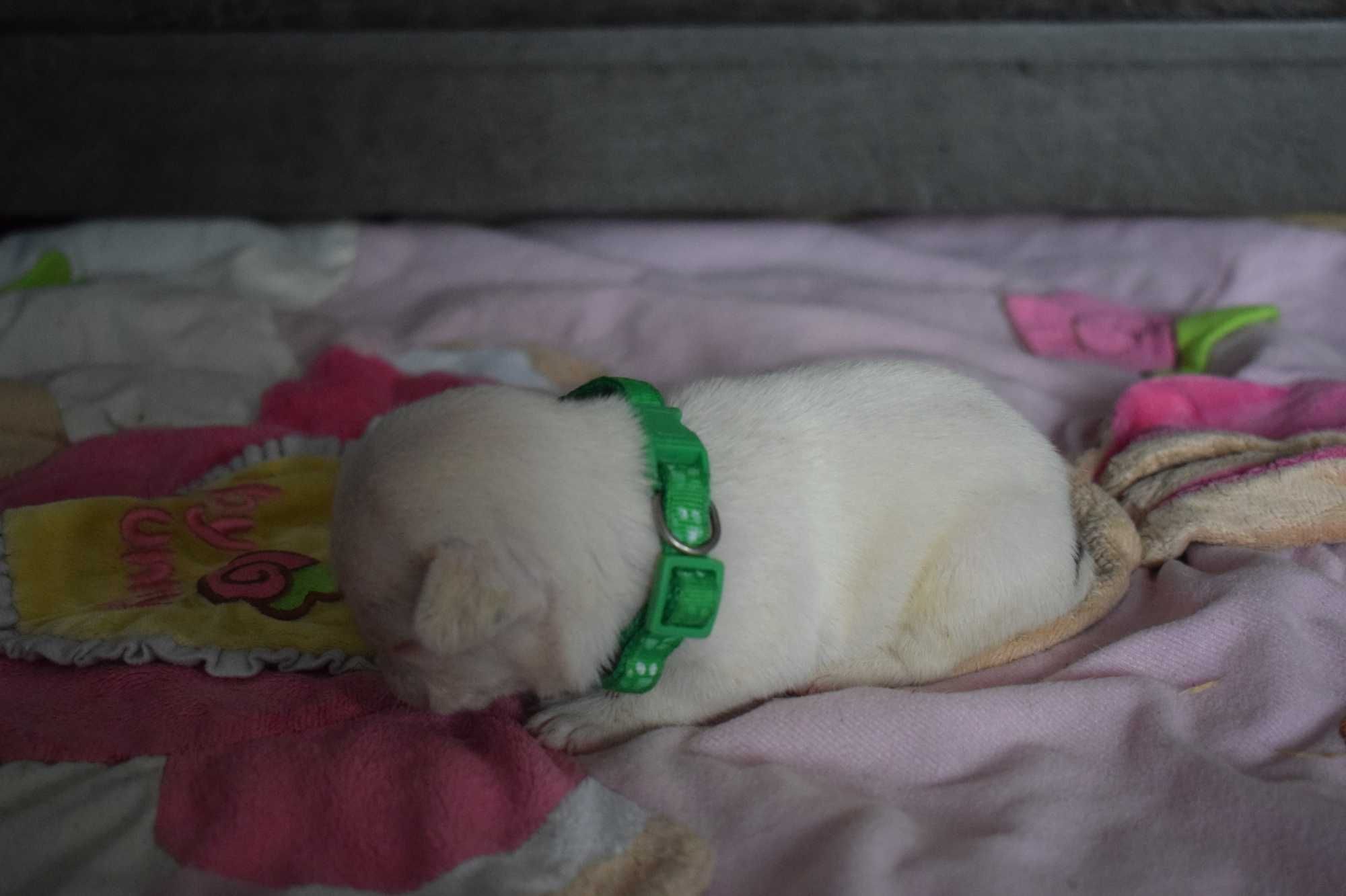 Buldog francuski szczenię - piesek