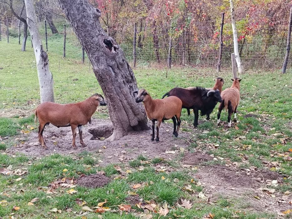 Owce kameruńskie sprzedam
