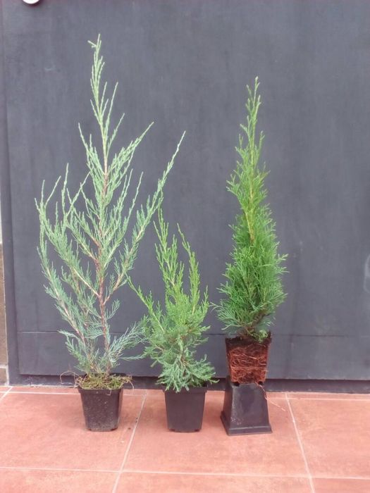 Туя Смарагд. 40см