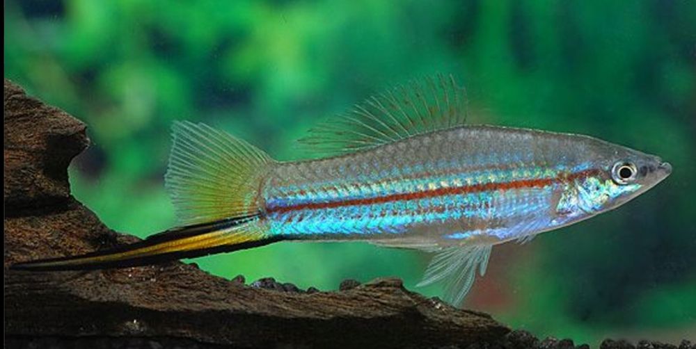 Rybki , ryby , mieczyk mieczyki Drawsko Pomorskie