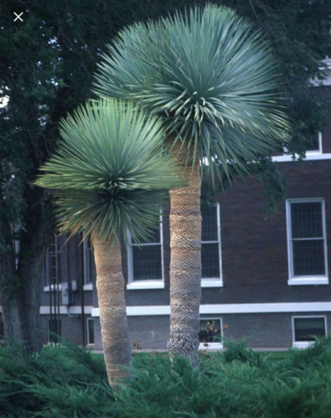 Yucca Rostrata  .Юкка Рострата
