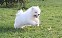 Samoyed ostatnia suczka FCI/ZKwP !!