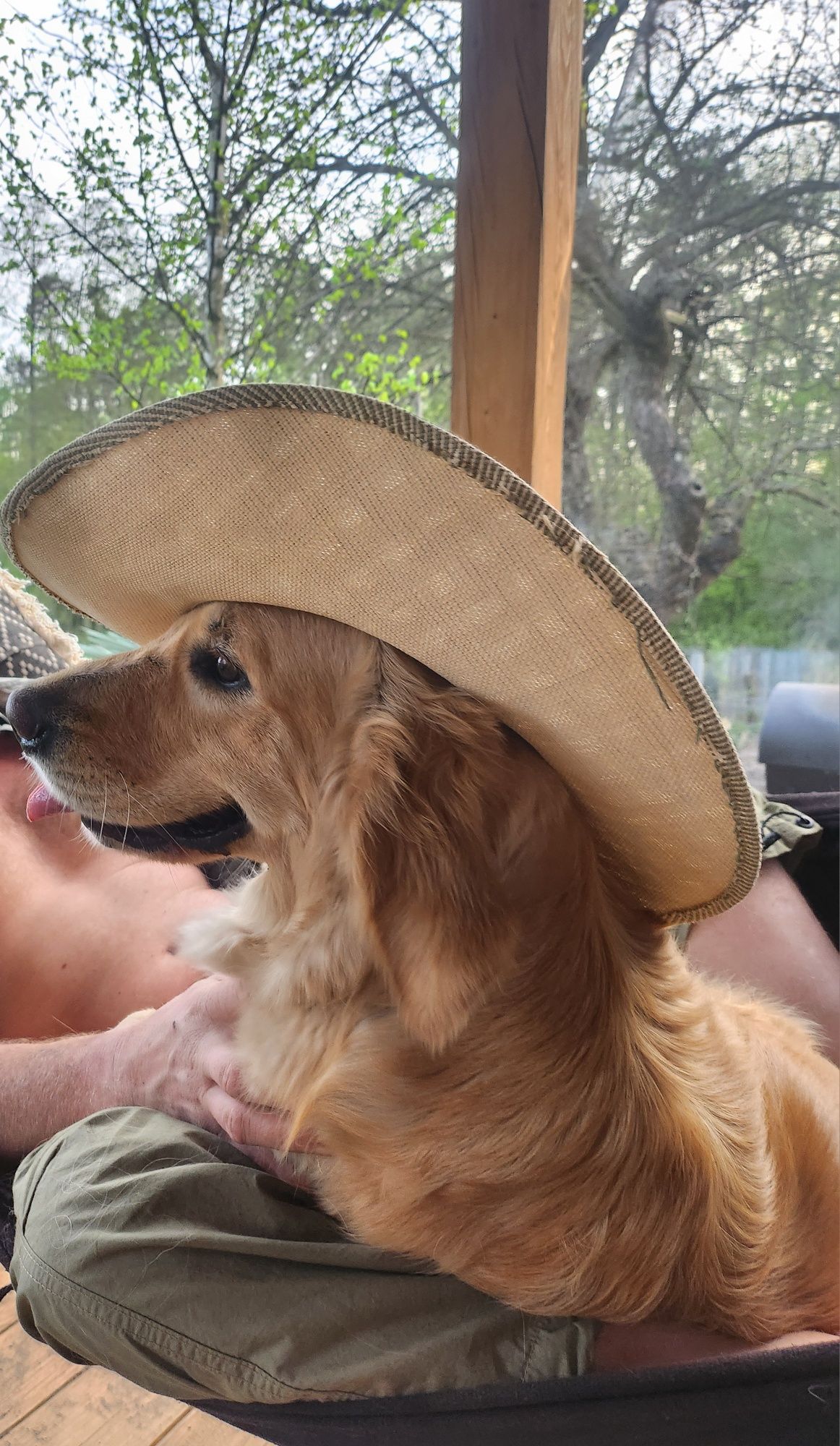 Golden retriever - zapowiedź miotu