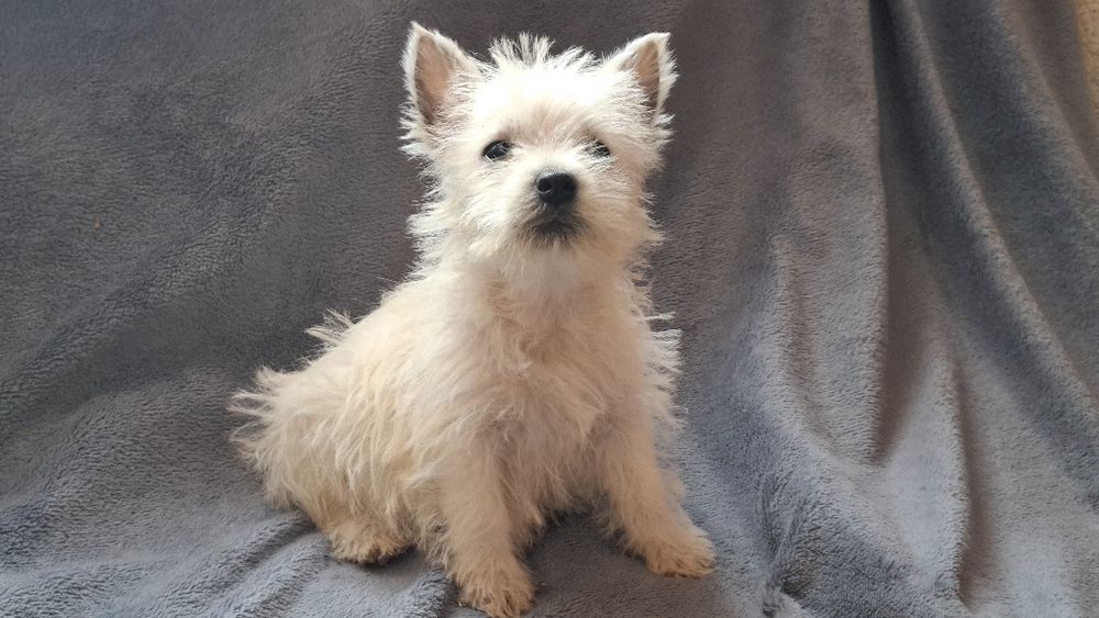 West highland white terrier