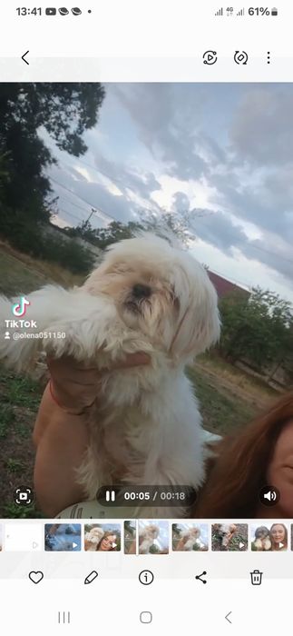 Дівчинка ши тцу,ши цу