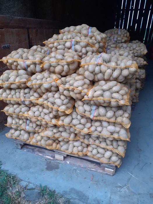 Ziemniaki soraya soraja 200szt po 15