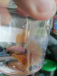 Bettas machos "especiais"