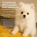 Vendo filhote lulu pomerania