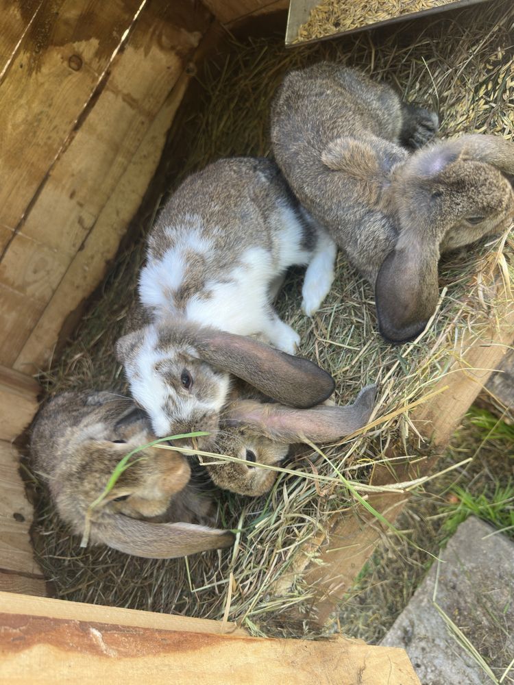 Sprzedam krole kroliki baran francuski male mlode 10 sztuk