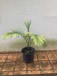 Palmeira-real-australiana