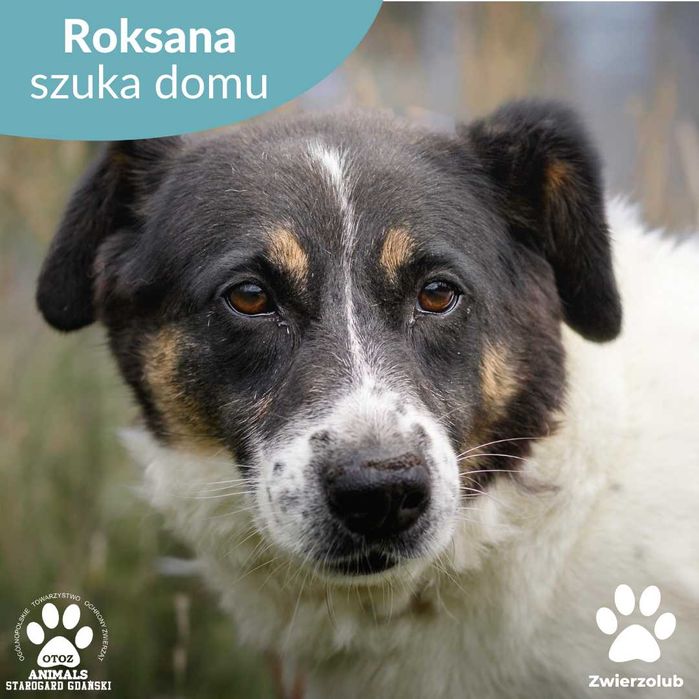 Większa psina Roksana szuka domu