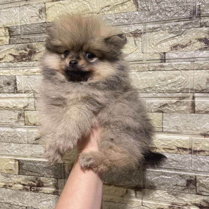 Померанський шпіц