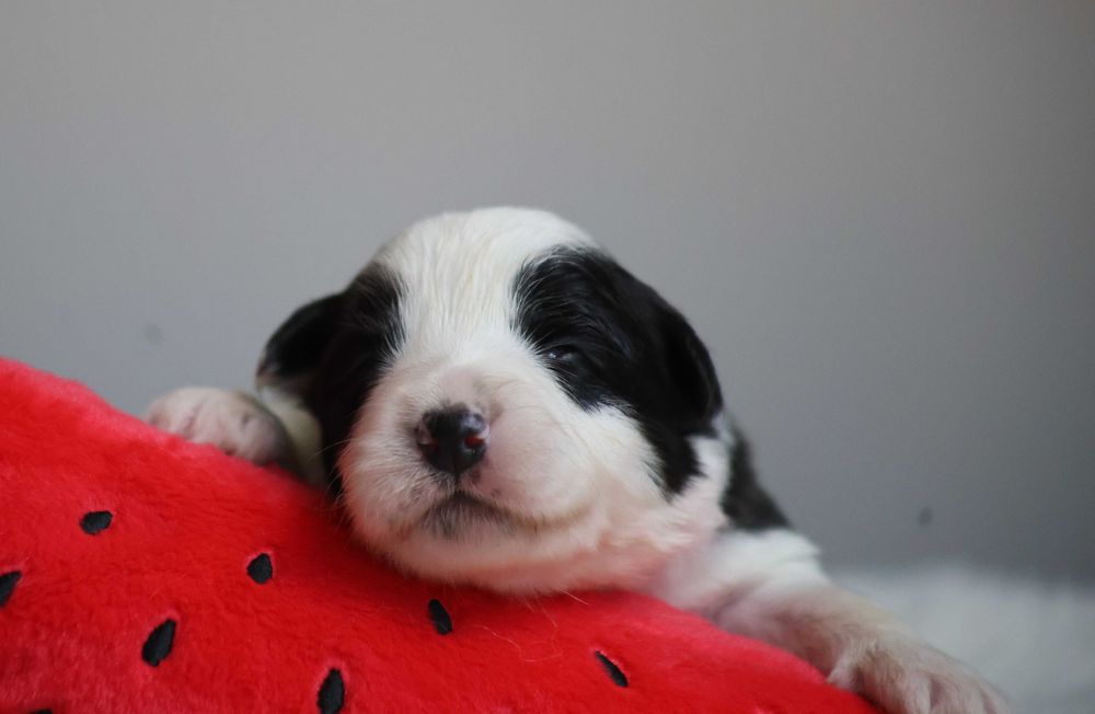 Border Collie FCI dziewczynka