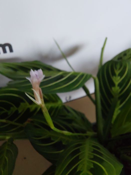 Maranta lemon lime, kolekcjonerska WYSYŁKA