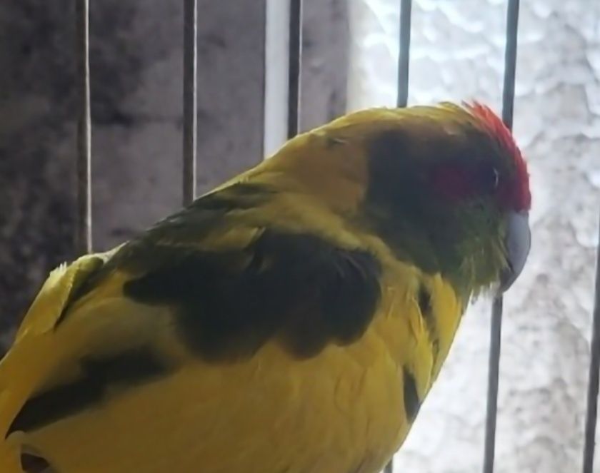 Kakarikis Malhado para domesticar