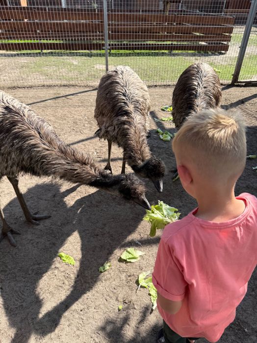 Sprzedam Emu  i Nandu